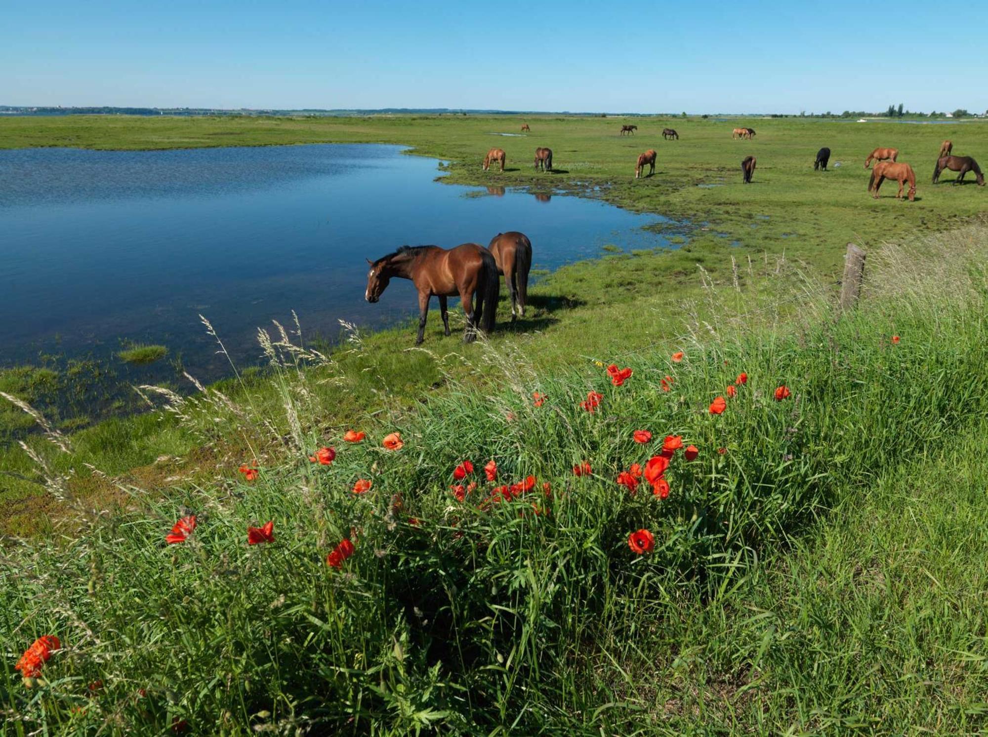 Gollwitzer Park Oase Insel Poel Exterior foto